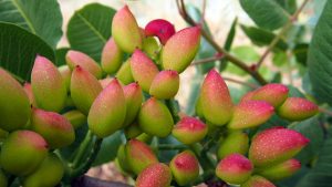 روغن پسته وحشی